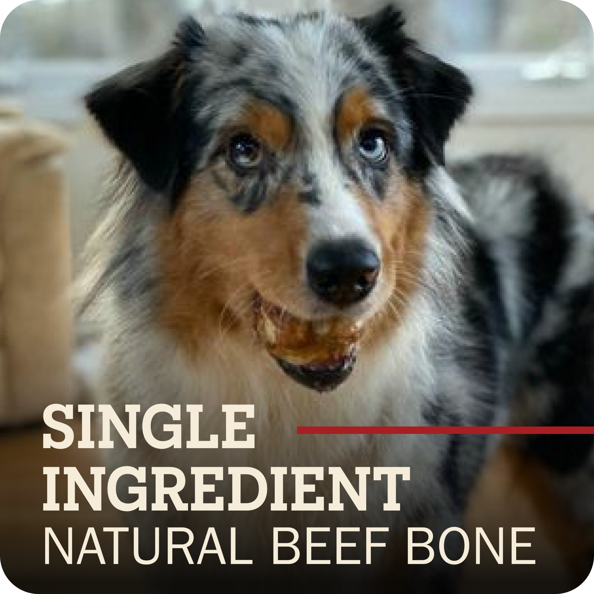 A close-up photo of a blue merle Australian Shepherd dog chewing a Redbarn Knee Cap bone, with text overlay reading 'SINGLE INGREDIENT NATURAL BEEF BONE' on a dark rounded square background.