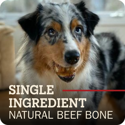 A close-up photo of a blue merle Australian Shepherd dog chewing a Redbarn Knee Cap bone, with text overlay reading 'SINGLE INGREDIENT NATURAL BEEF BONE' on a dark rounded square background.
