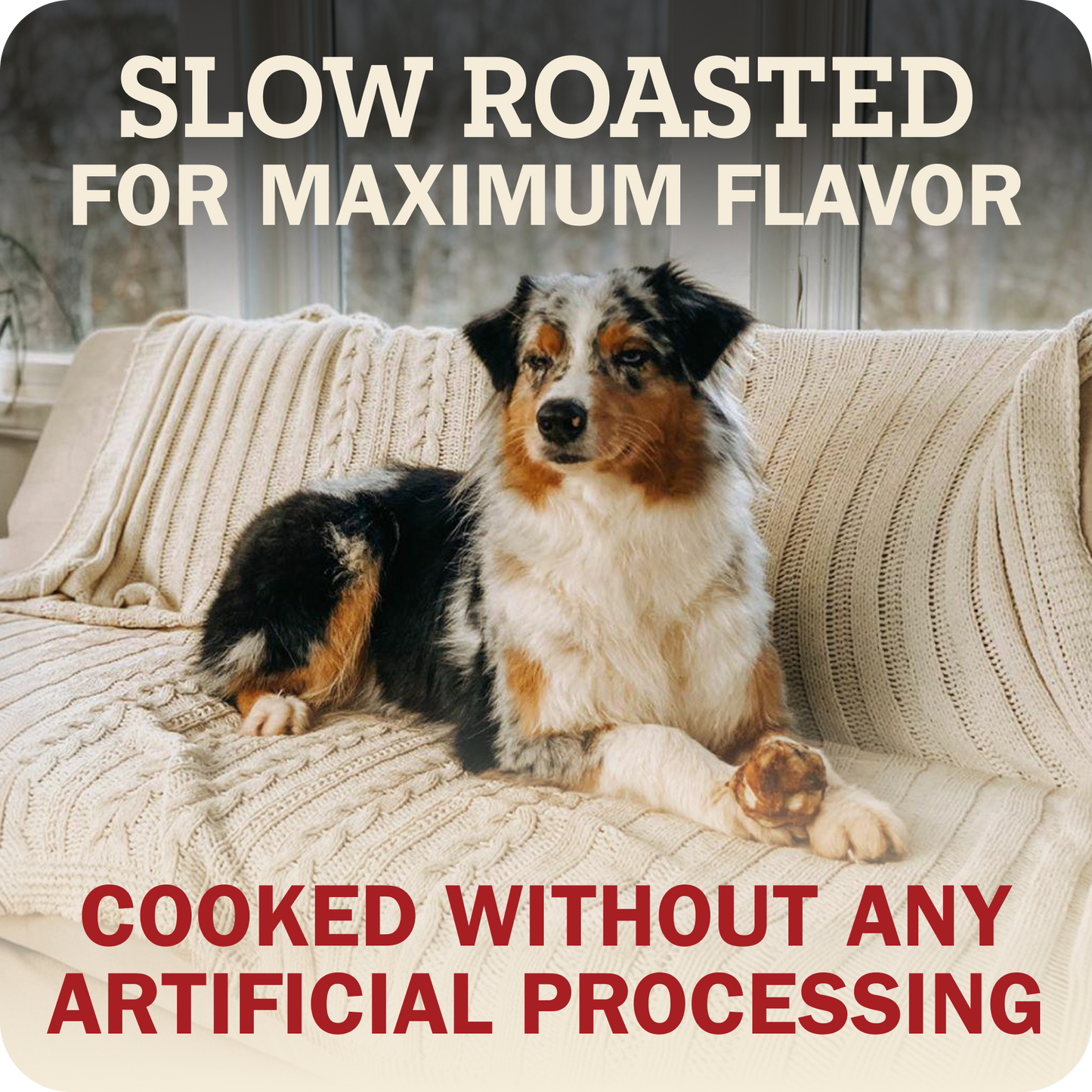 A dog lying on a cream cable-knit sofa with a Redbarn Knee cap in their paw with large text overlays reading 'SLOW ROASTED FOR MAXIMUM FLAVOR' at the top and 'COOKED WITHOUT ANY ARTIFICIAL PROCESSING' at the bottom