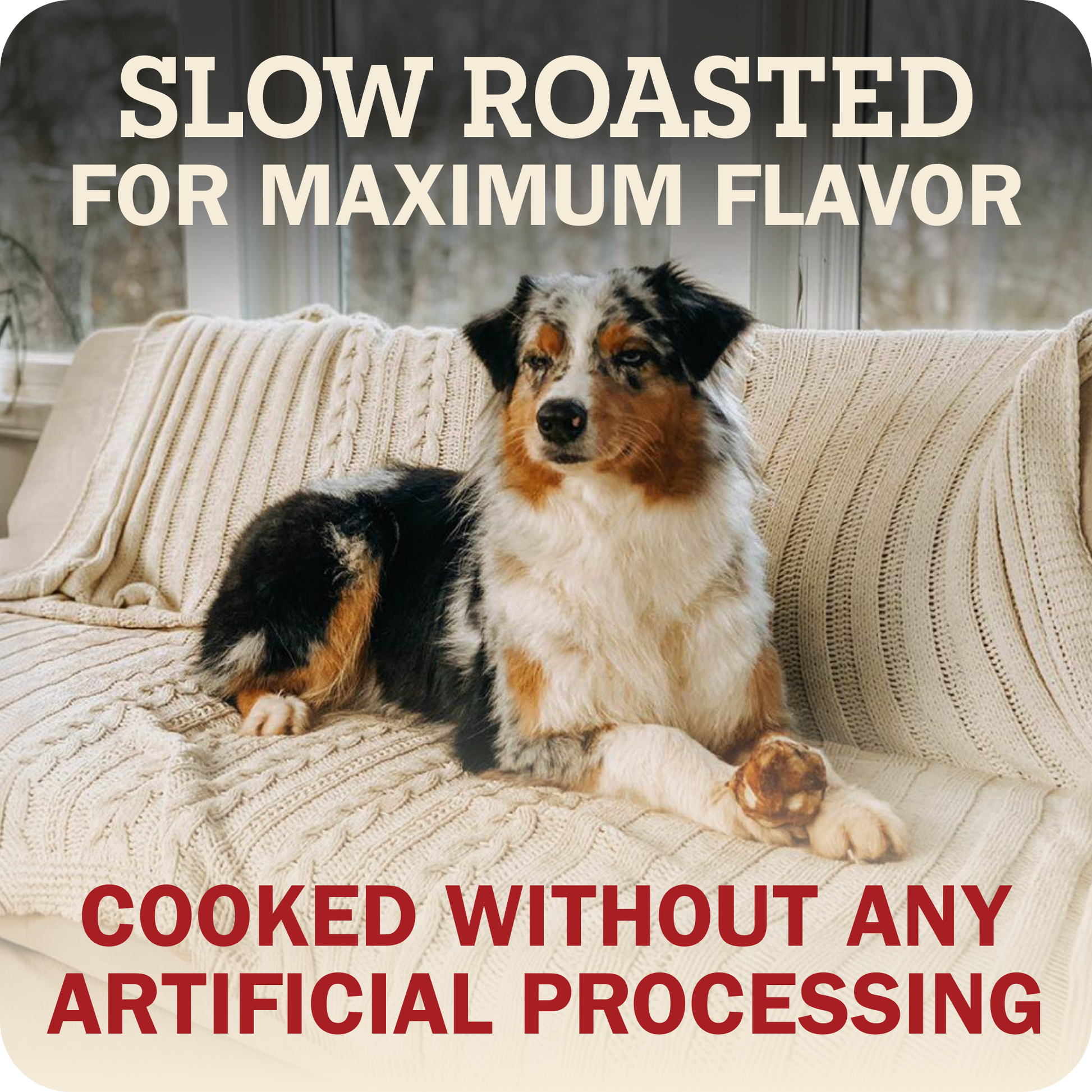 A dog lying on a cream cable-knit sofa with a Redbarn Knee cap in their paw with large text overlays reading 'SLOW ROASTED FOR MAXIMUM FLAVOR' at the top and 'COOKED WITHOUT ANY ARTIFICIAL PROCESSING' at the bottom