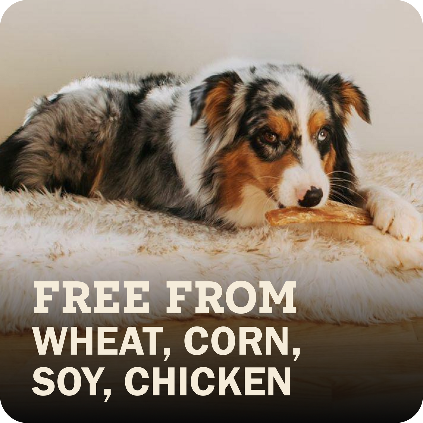 A dog lying on a fluffy cream rug holding a Redbarn Chew, with large text at the bottom reading 'FREE FROM WHEAT, CORN, SOY, CHICKEN'.