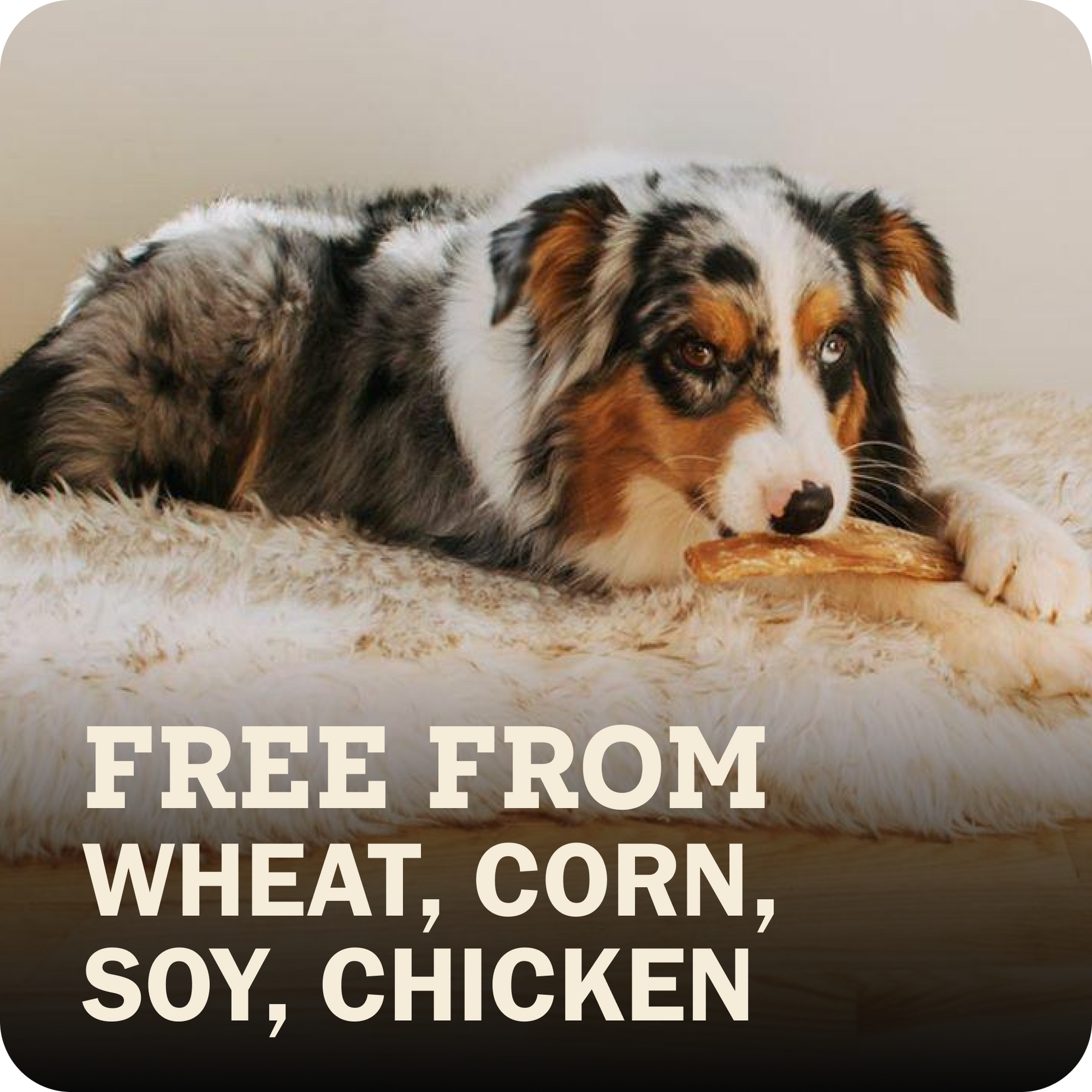 A dog lying on a fluffy cream rug holding a Redbarn Chew, with large text at the bottom reading 'FREE FROM WHEAT, CORN, SOY, CHICKEN'.