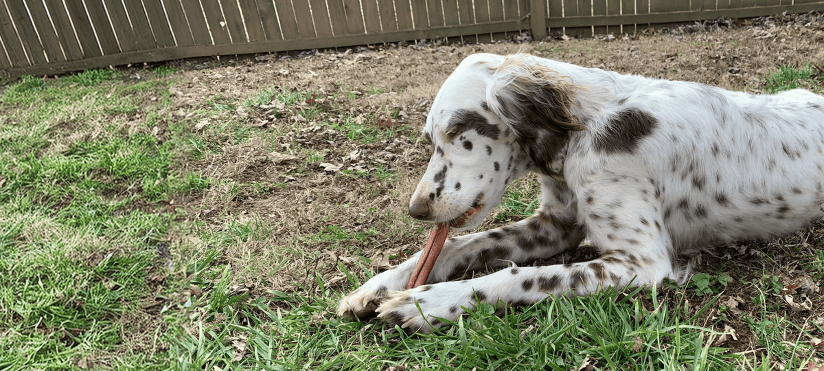 A white dog with black spots lies on grass in a backyard, chewing on a Redbarn Bully Stick. A wooden fence is visible in the background.