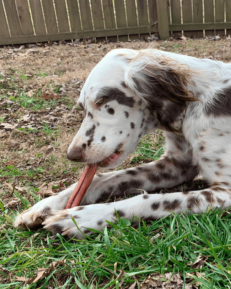 A white dog with black spots lies on grass in a backyard, chewing on a Redbarn Bully Stick. A wooden fence is visible in the background.