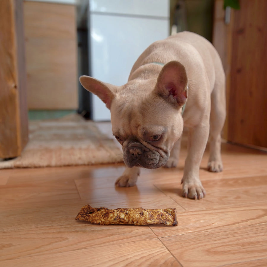 Dog enjoying an afternoon enrichment routine