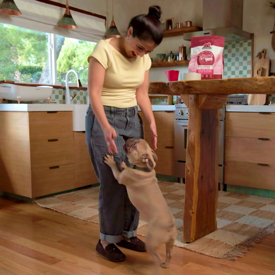 Dog enjoying a morning routine