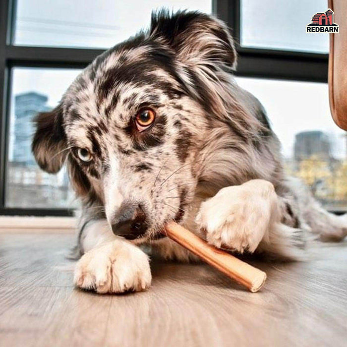 RBPP-714-13_Redbarn_EBC-200007-7inch_Odor_Free_Bully_Sticks-Image_5-051821