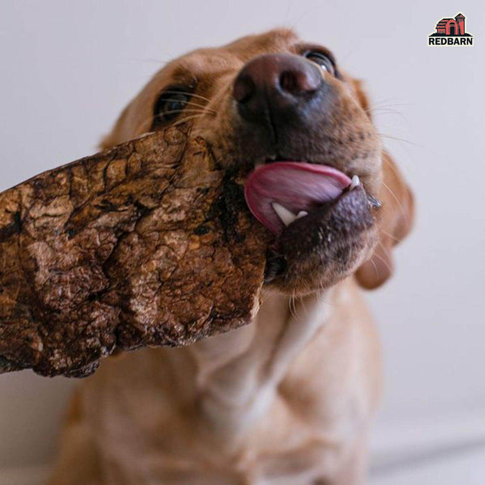 A dog enjoying their Redarn Choppers®