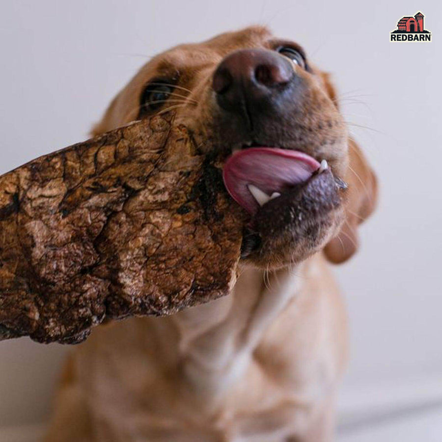 A dog enjoying their Redarn Choppers®