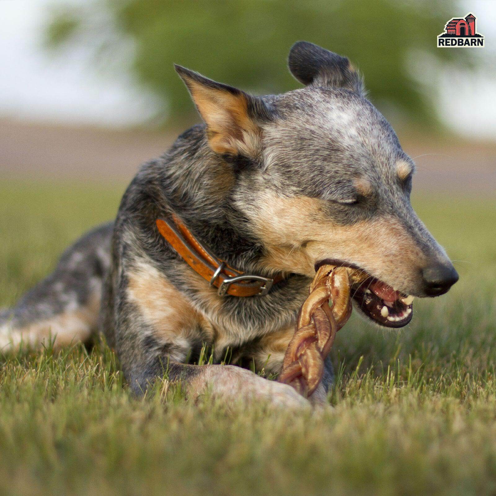 RBPP-714-7_Redbarn_EBC-221202-12inch_Braided_Bully_Sticks_2pk-Image_5-021022