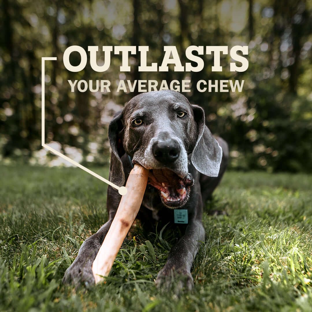 Dog chewing on a Redbarn Collagen Stick in the grass with text 'OUTLASTS YOUR AVERAGE CHEW' above.