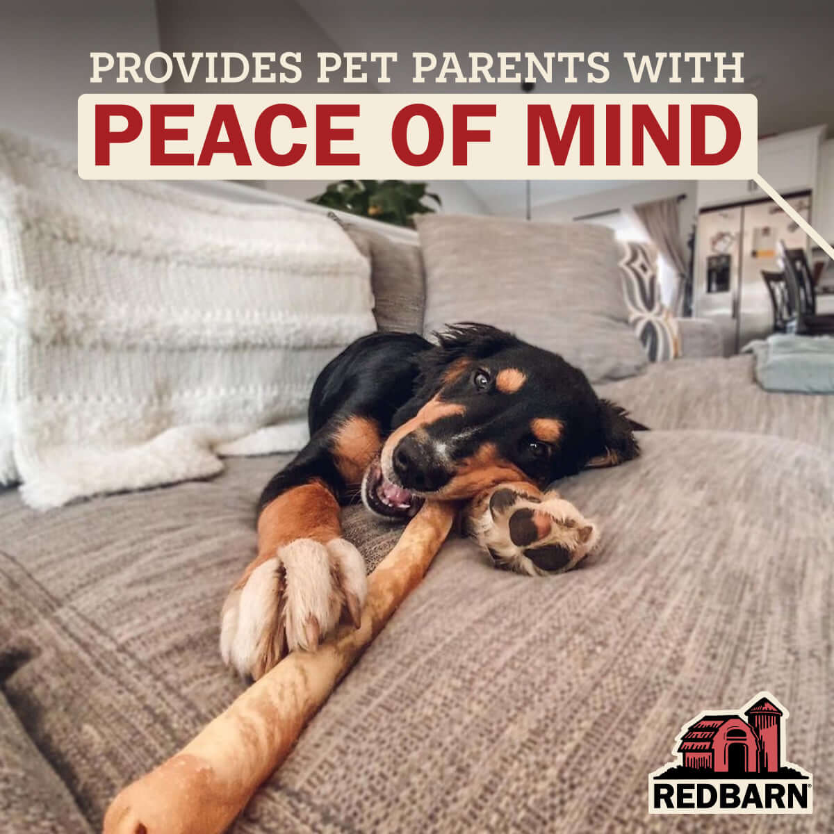 Dog lying on a couch with a large bone, text 'Provides pet parents with peace of mind', and Redbarn logo.