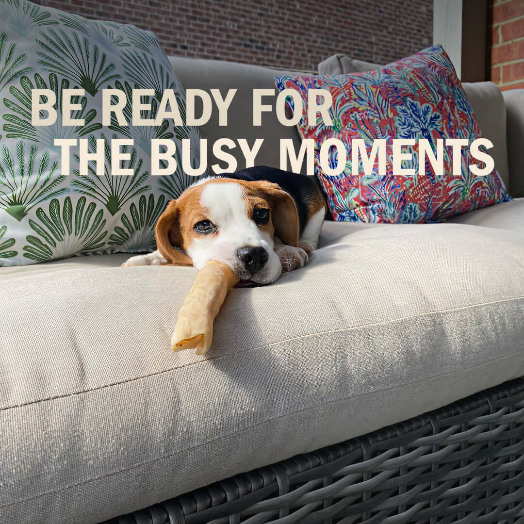 A beagle dog lying on a sofa, chewing on a Redbarn Collagen Stick with two patterned pillows behind it and large overlaid text reading 'BE READY FOR THE BUSY MOMENTS'.