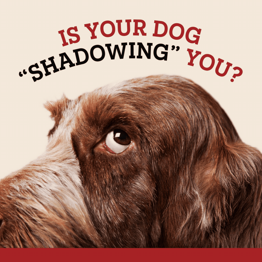 Dog peeking through with text 'Is our dog 'shadowing' you?' 