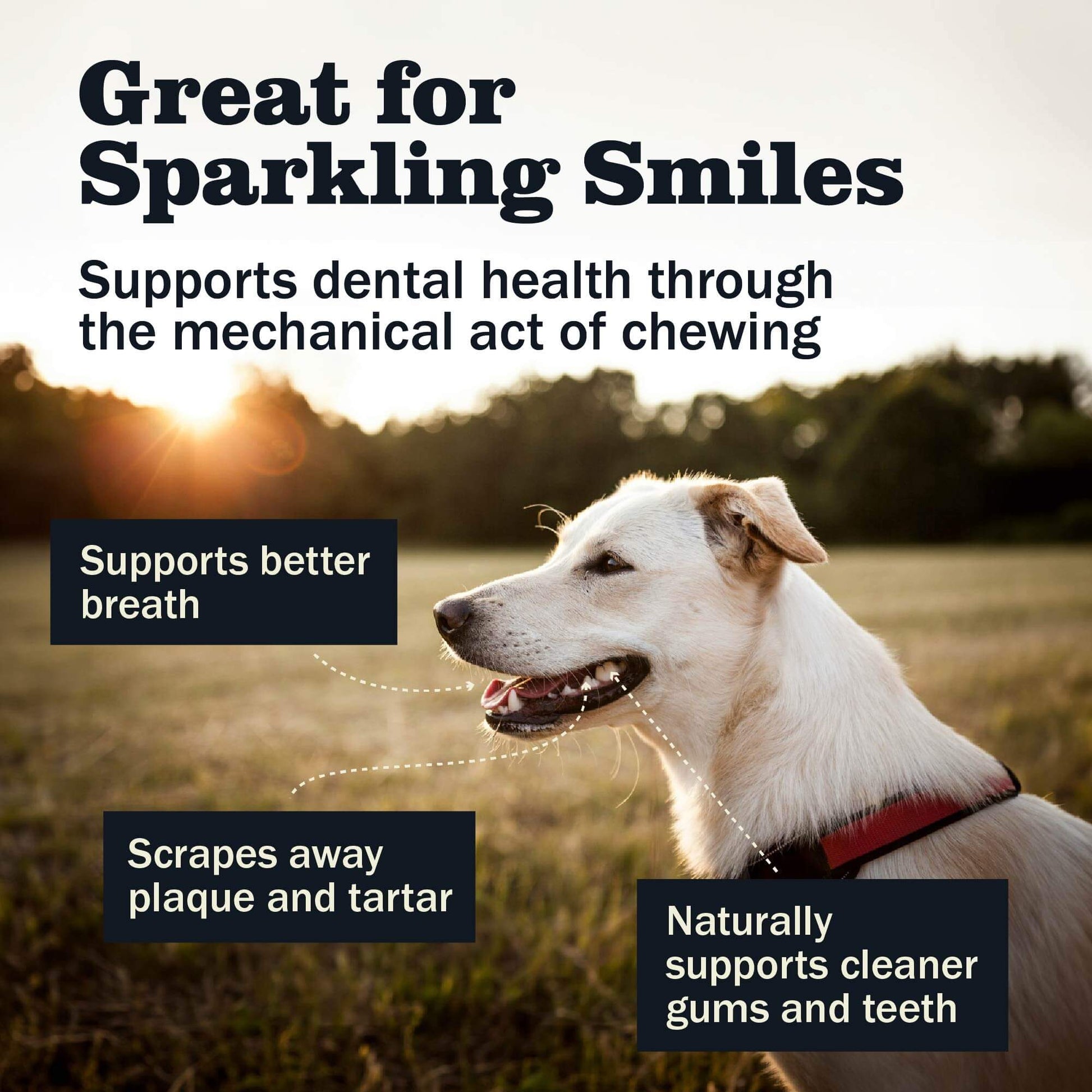 Great for sparkling smiles as it supports better breath, scrapes away plaque and tartar and naturally supports cleaner gum and teeth