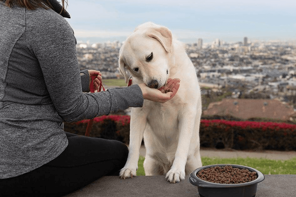 Person feeding a dog from their hand with a cityscape in the background