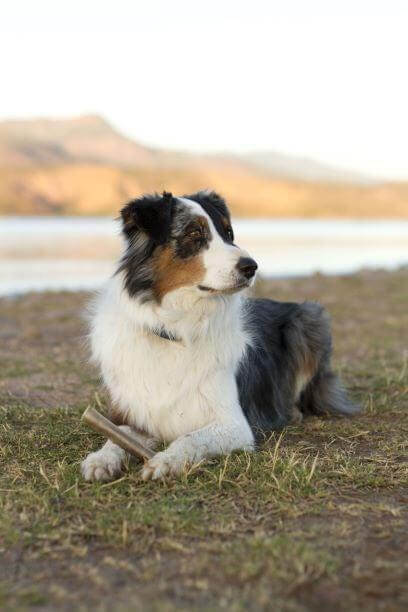 Redbarn_Filled_Munchie_Dog