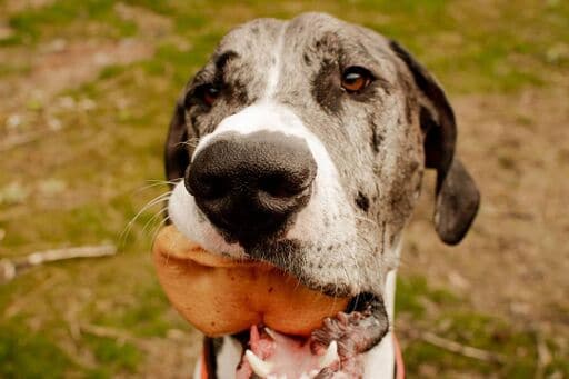 Redbarn_Pig_Snout_Dog