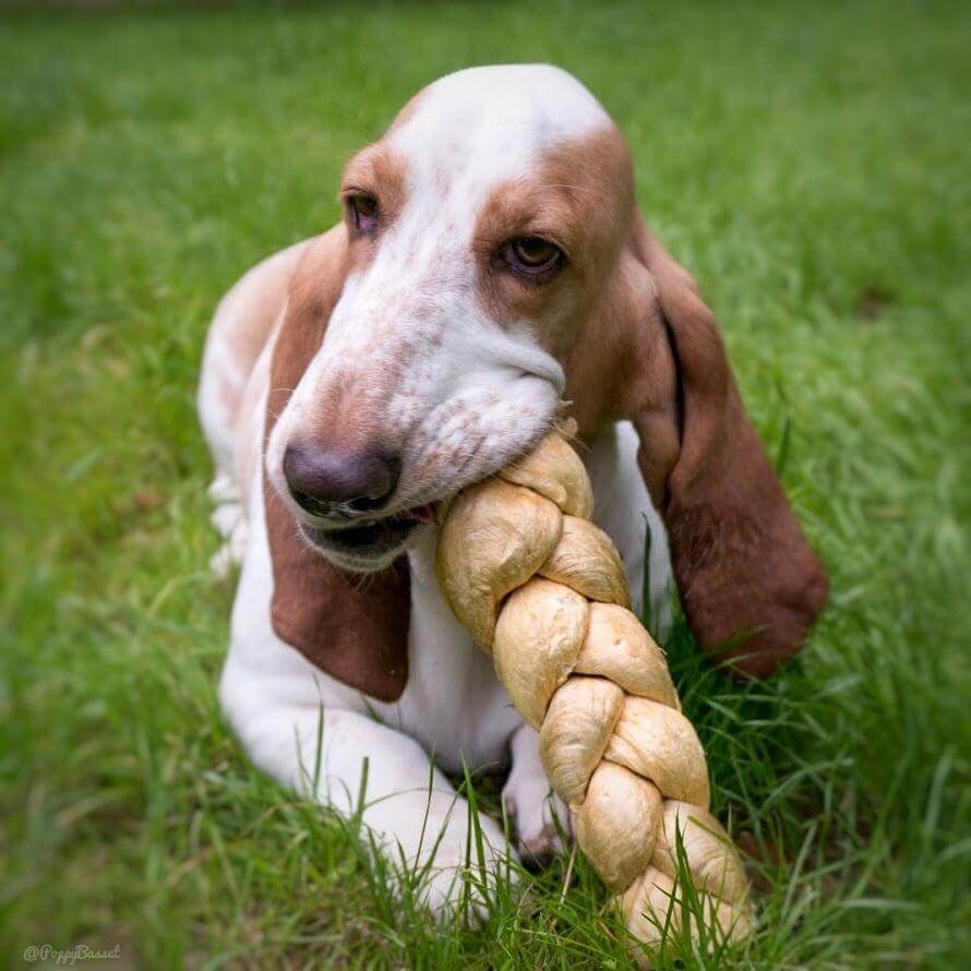 Redbarn_Puff_Braid_Dog