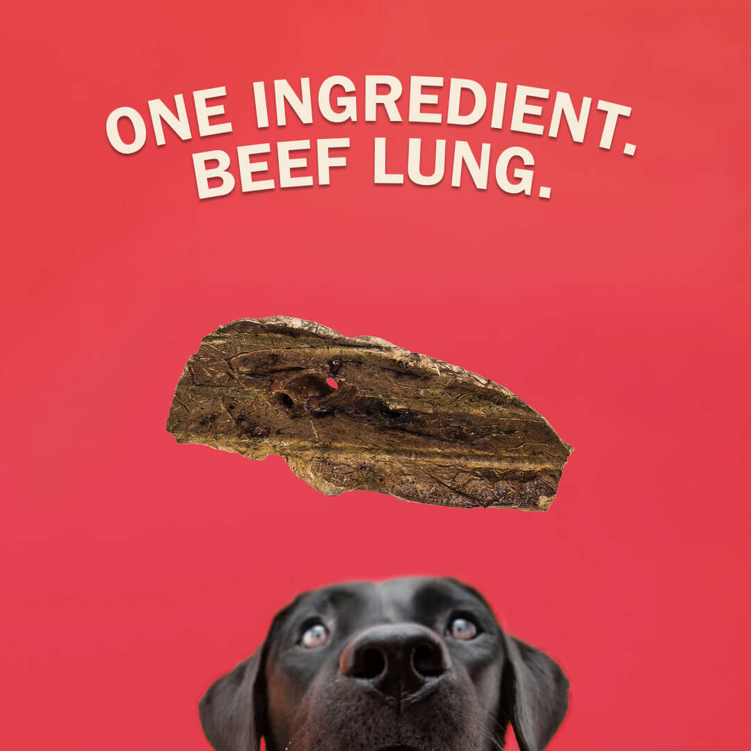Dog eagerly looking at a piece of beef lung with text 'ONE INGREDIENT. BEEF LUNG.' on a red background