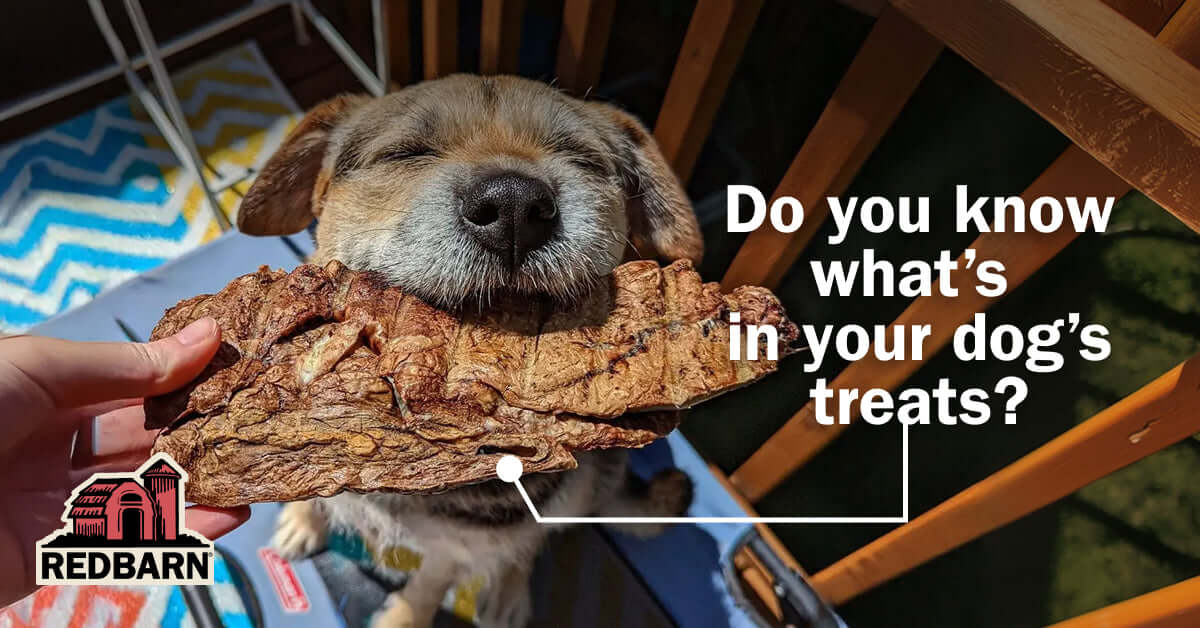 Dog holding a treat with text asking about dog treats, Redbarn logo visible