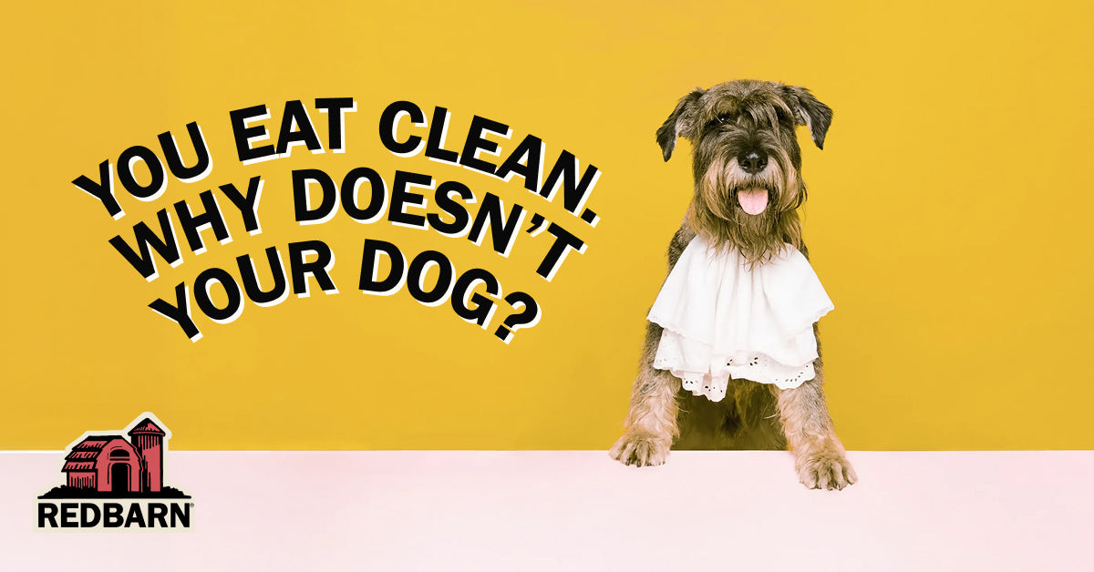 A small dog wearing a white bib stands against a yellow background with the text 'YOU EAT CLEAN. WHY DOESN'T YOUR DOG?' and the RedBarn logo in the lower left.