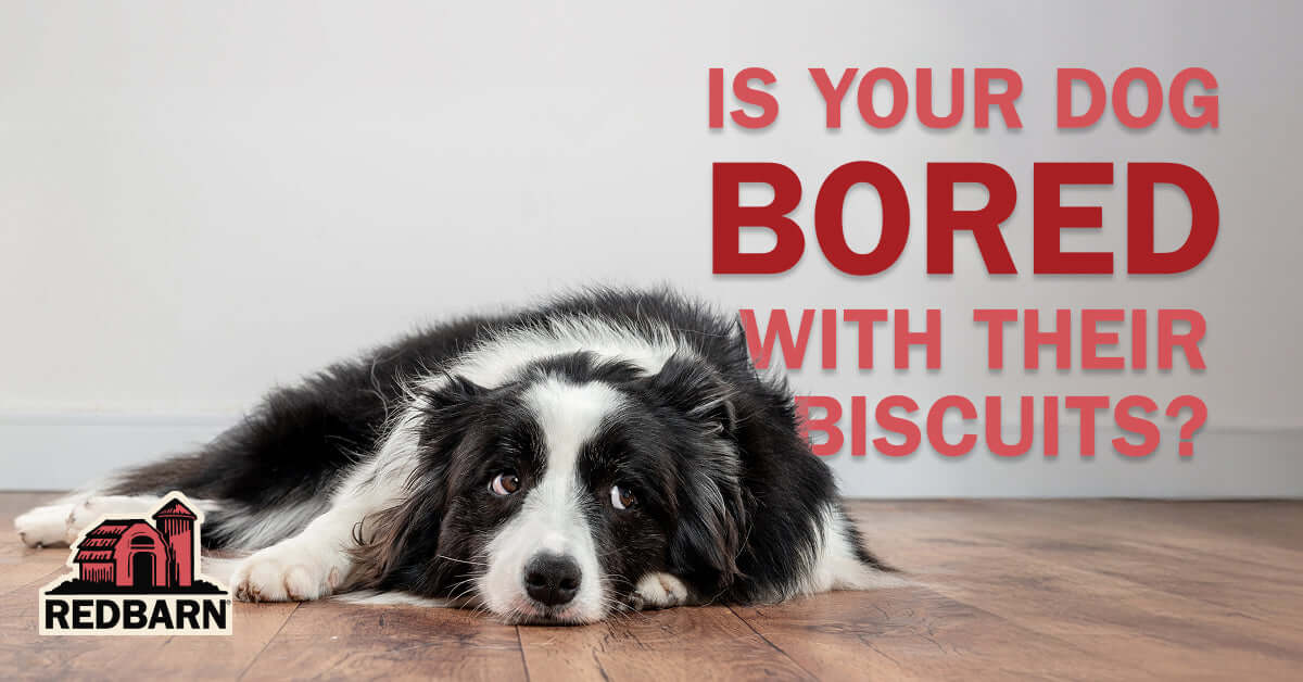 Dog lying on a wooden floor with text questioning boredom with biscuits, Redbarn logo visible.