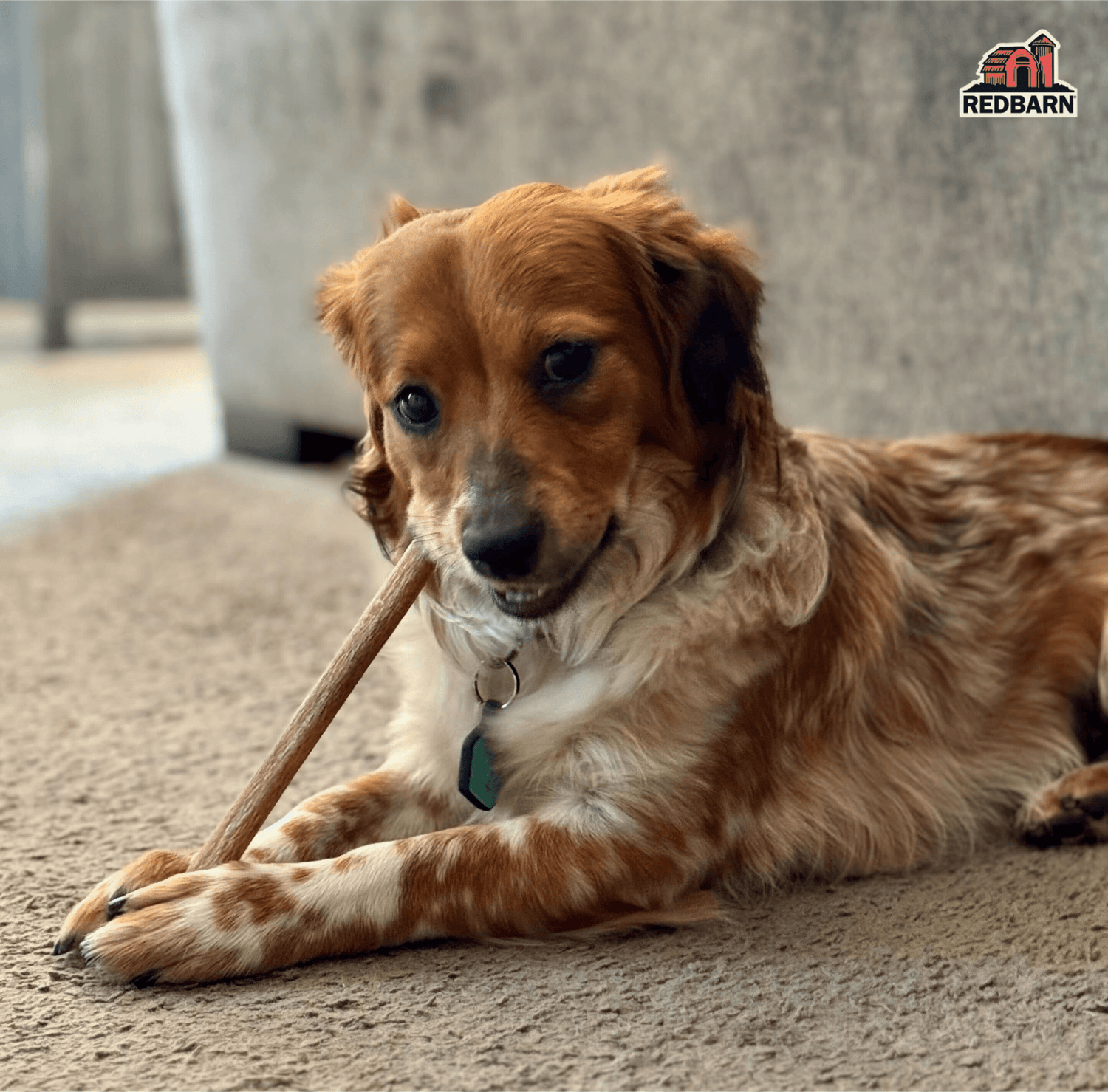 Dog Chewing on a Dog treat, bully stick