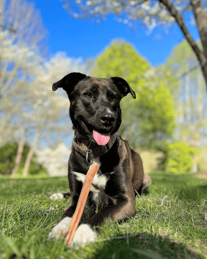 Dog with a bully stick on grass in a park