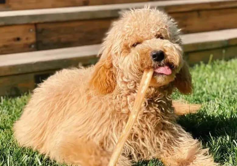Dog chewing on a Redbarn Collagen stick in the grass