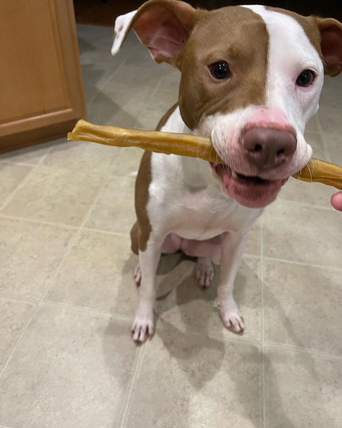 An obedient dog with a Redbarn Bully Stick in their mouth