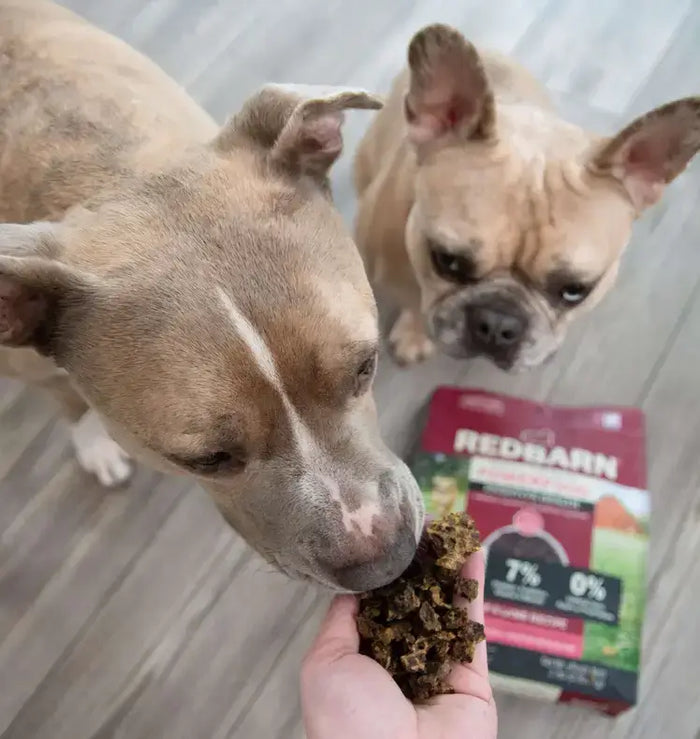 Two dogs sniffing dog food held by a hand with a Redbarn pet food package in the background.