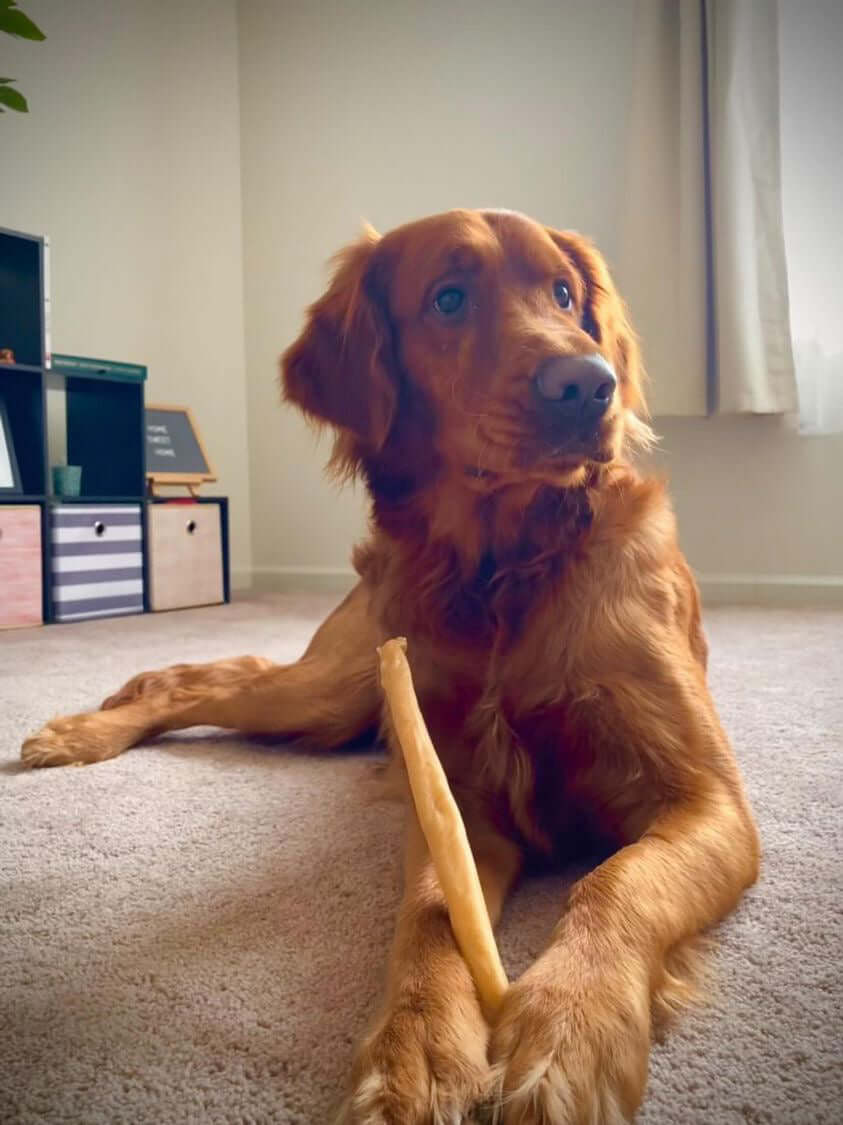 Dog on laying don with a redbarn collagen stick 