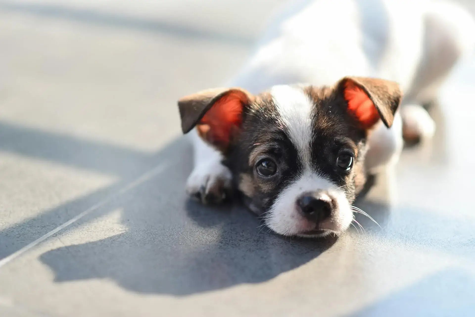 A brown and white puppy lying facing the camera, floppy-ish ears, resting it's chin the ground. It's proabaly a chihuahua mix
