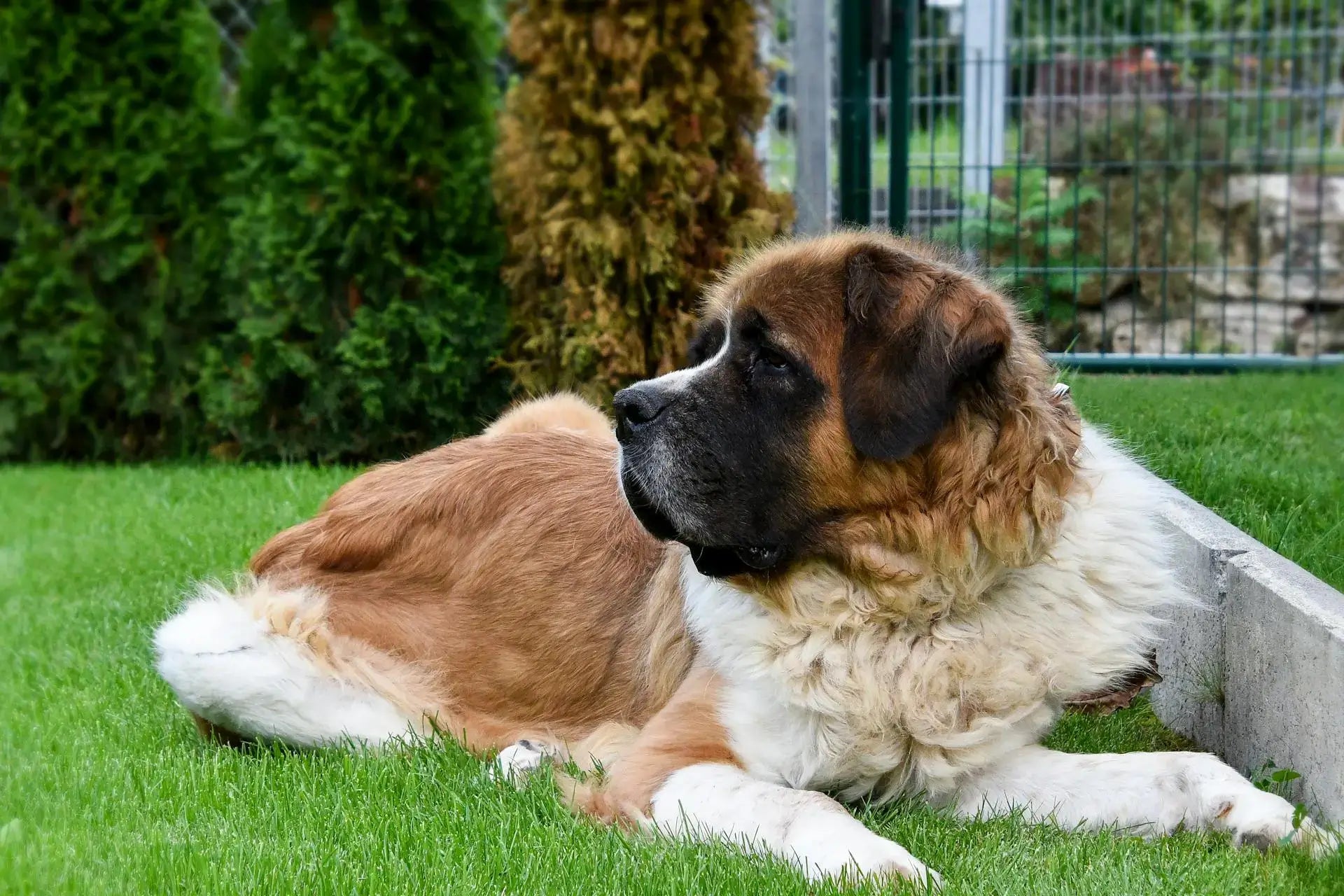 St Bernard lying on the grass looking to the side