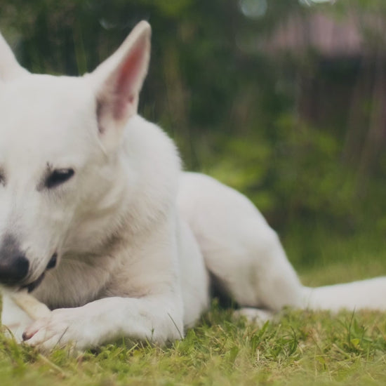 Video commercial featuring Redbarn Collagen Chews