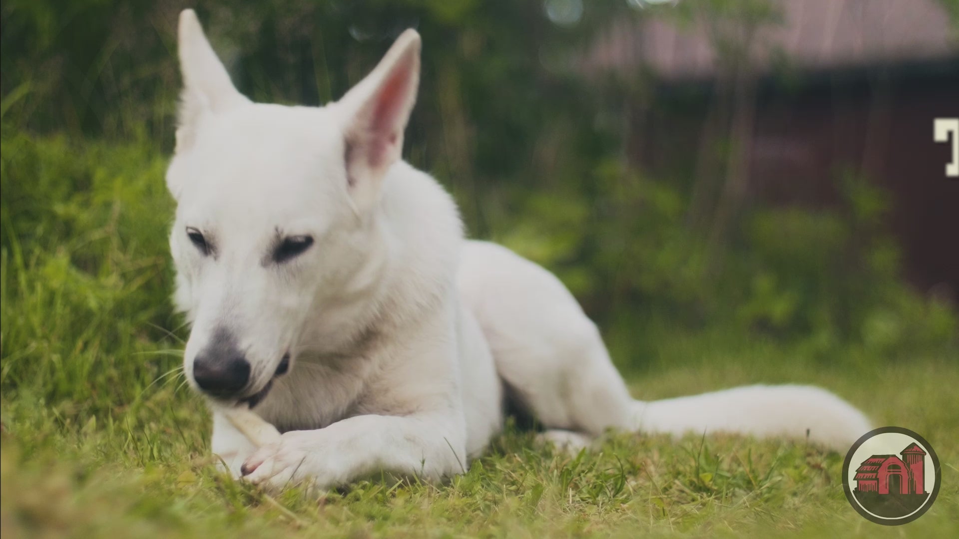 Video commercial featuring Redbarn Collagen Chews