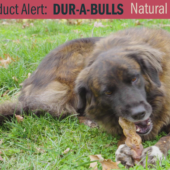 Video Commercial Showcasing the Redbarn Dur-A-Bulls