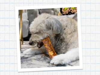 A fluffy light gray dog lying on a patterned rug and chewing on a long, textured brown chew bone, shown within a tilted white photo frame on a light blue graph-paper background.
