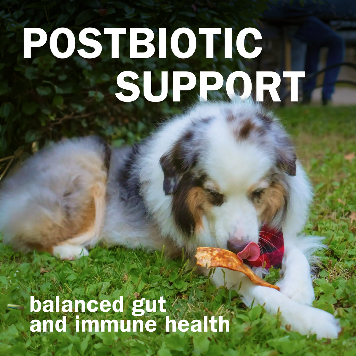 Activeguard® Bully Slims Immune Support Dog Treats