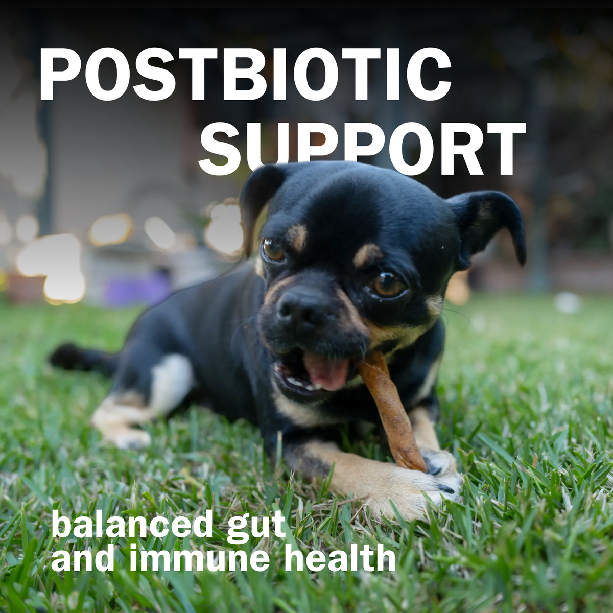 Activeguard® Collagen Slims Immune Support Dog Treats