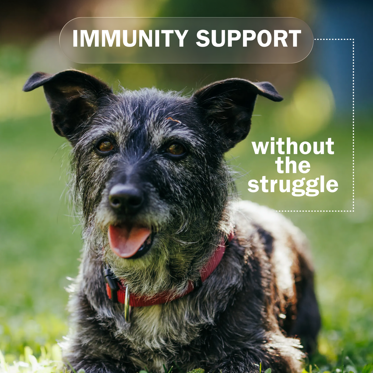 Activeguard® Collagen Slims Immune Support Dog Treats