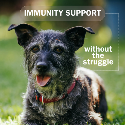 Activeguard® Collagen Slims Immune Support Dog Treats