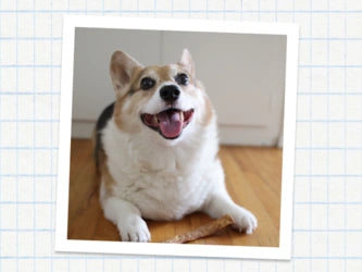 A white-bordered photo print showing a smiling corgi dog lying on a wooden floor, placed against a light blue grid background.
