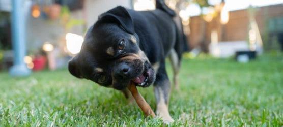 A black and tan dog running on green grass in a backyard while chewing a bone.