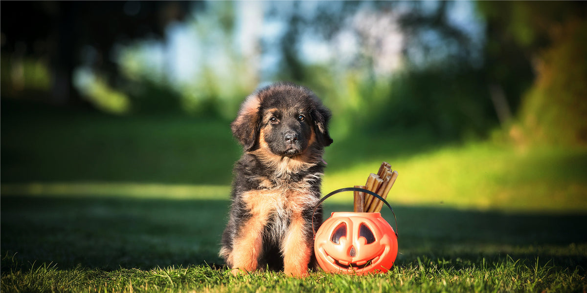 A fluffy black and tan puppy sits on green grass outdoors next to a small orange jack-o'-lantern bucket filled with Redbarn treats.