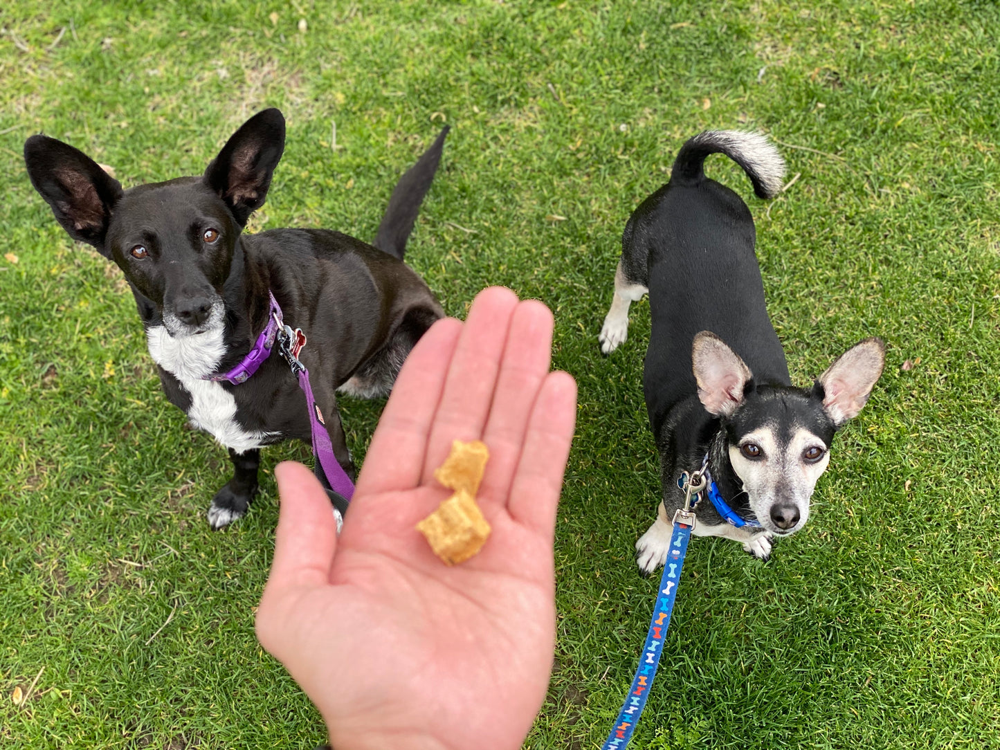 Air Dried Beef Training Treats