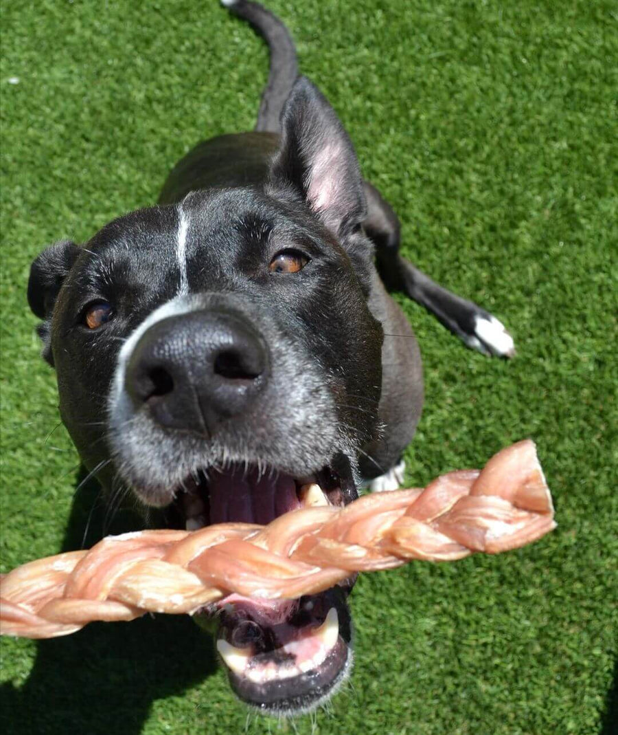 Dog grabbing a Braided Bully Stick in its mouth on a grassy background