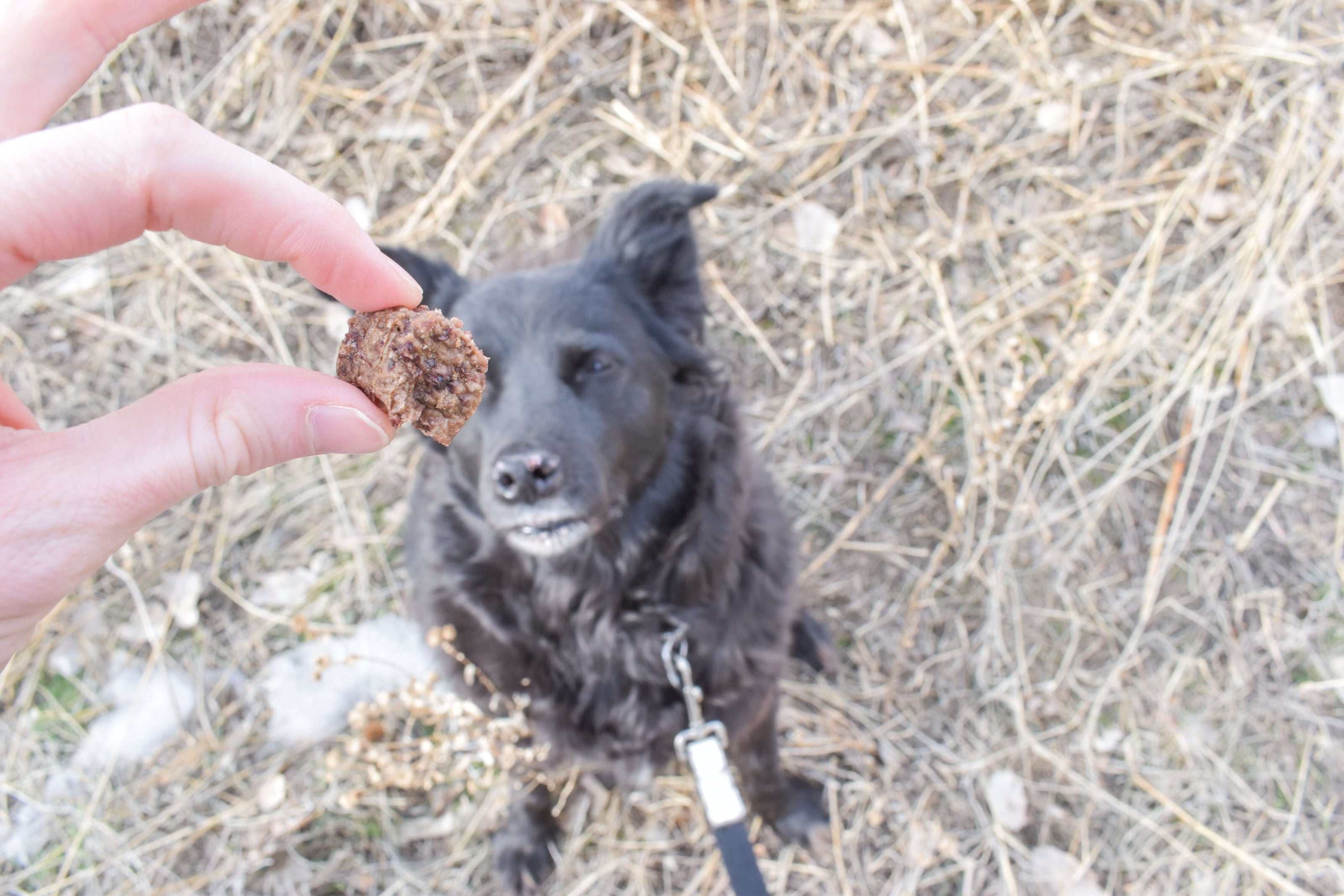 A dog eager for their treats