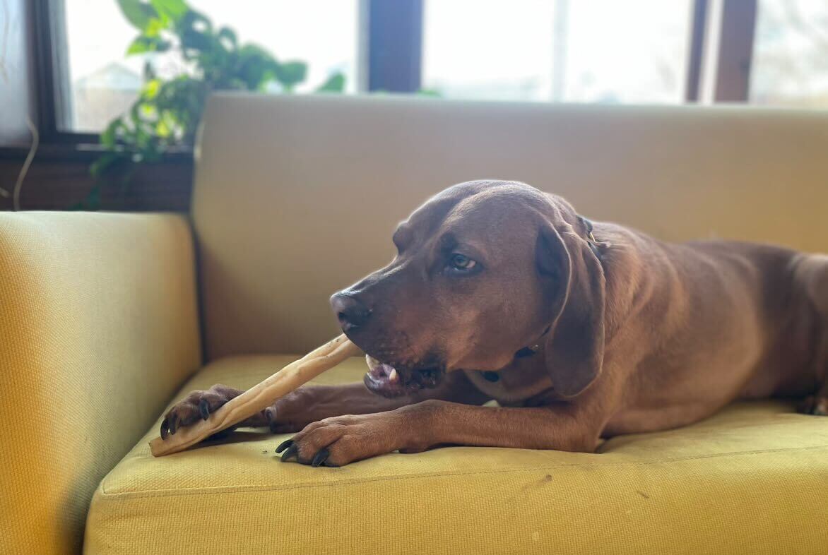 Brown dog lying on a yellow couch holding a Collagen Stick